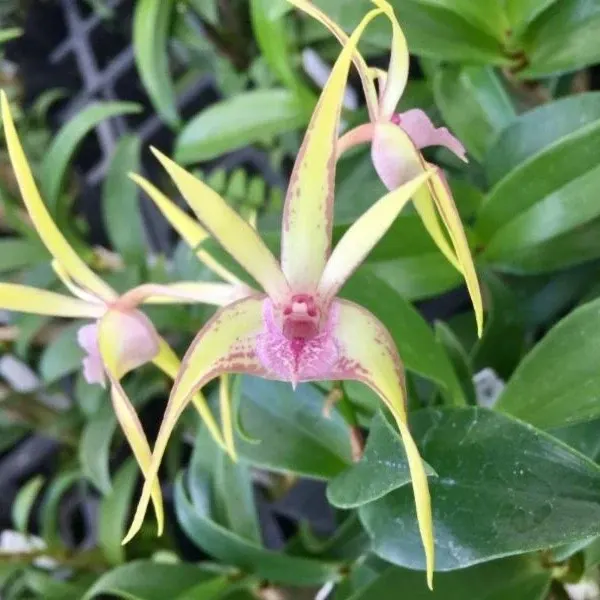 Dendrobium Regal Gilleston 'SVO' x Warrior 'Jordan'