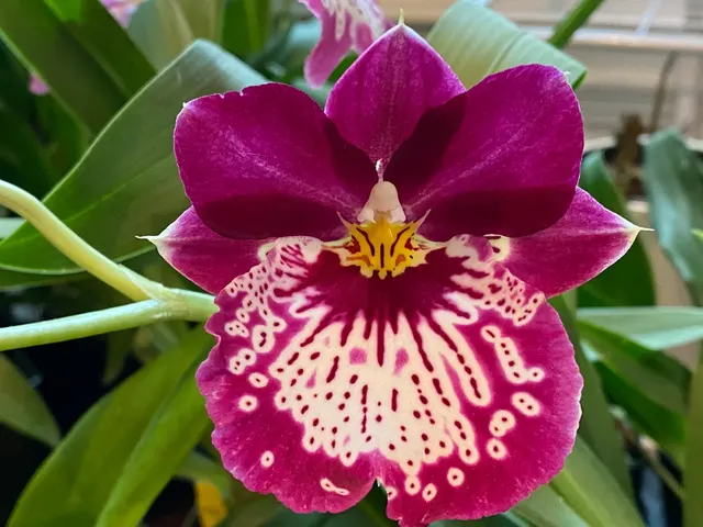 Miltoniopsis Edie Brown