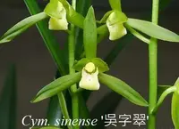 Cym. sinense 'WuZiYu' (CYMS19) ( - - sinense )