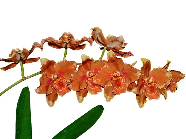 Oncidium Leoville (Oncidium)