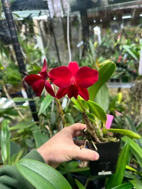 Sophrolaeliocattleya Jillian Lee