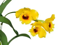 Dendrobium chrysotoxum var. suavissimum