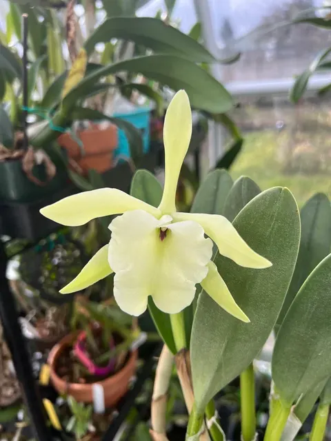 Rhynchostylis glauca (Rhynchostylis)