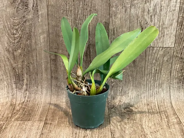 Bulbophyllum Lion King × annandalei