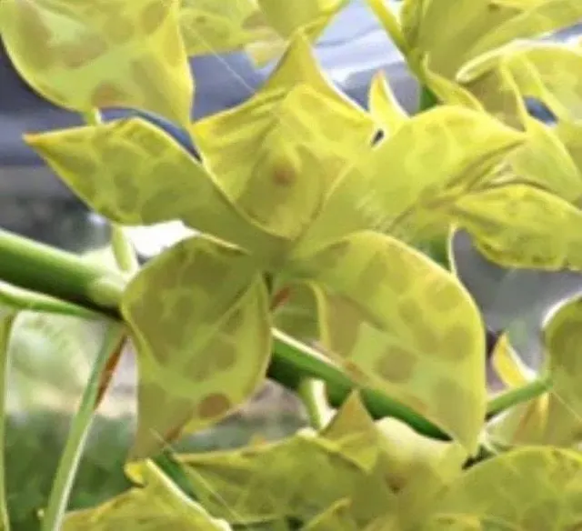 Grammatophyllum Pakkret Leo 'Saber'
