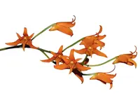 Bifrenaria aureofulva