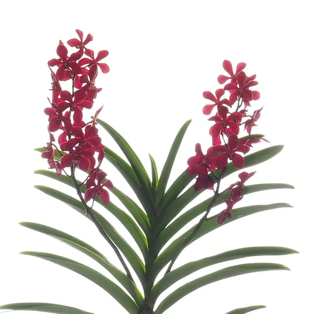 Aranda Sumalee (Aranda)