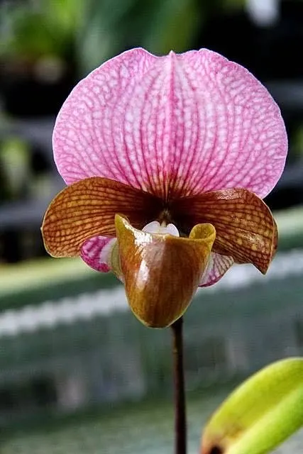 Paphiopedilum charlesworthii x charlesworthii 'Select' (Paphiopedilum)