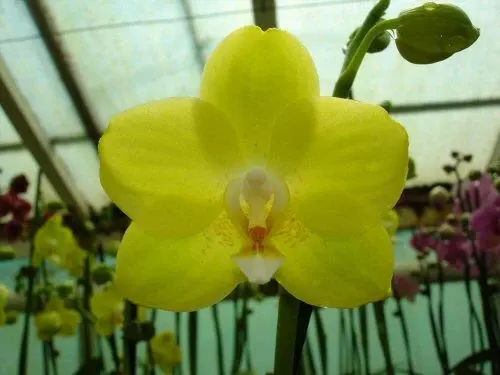 Phalaenopsis Sogo Sweet