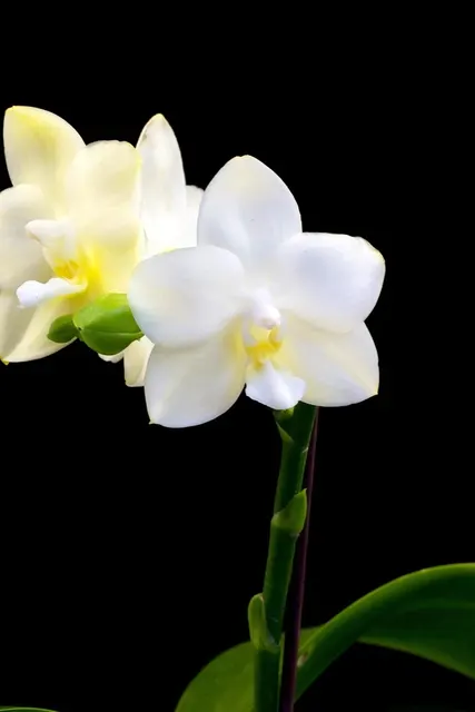 Phalaenopsis Tristar Snow Princess 'Big Plant'