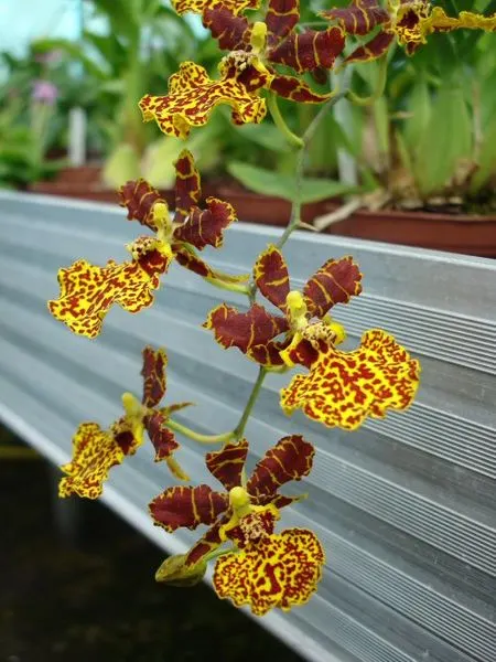 Odontocidium SUSAN KAUFMANN