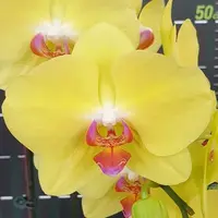 Phalaenopsis Fuller's Sunset 'Golden Girl' 3.0"