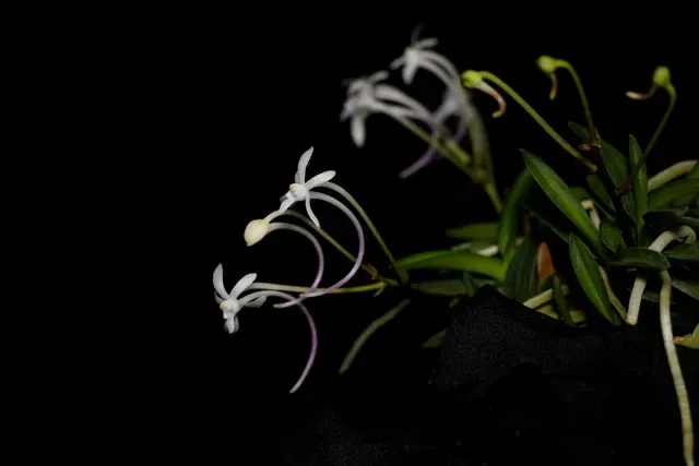 Vanda falcata 'sasumaru'