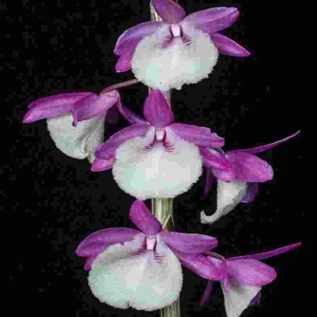 Dendrobium Jan Orinstein 'Red & White' (Dendrobium)