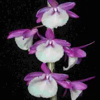 Den. Jan Orinstein 'Red & White' (Cretaceum X Aphyllum)