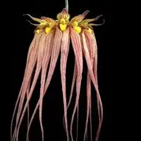 Bulbophyllum longissimum sp.