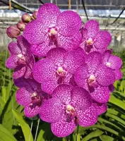 Vanda Noppadol Delight Blooming Size