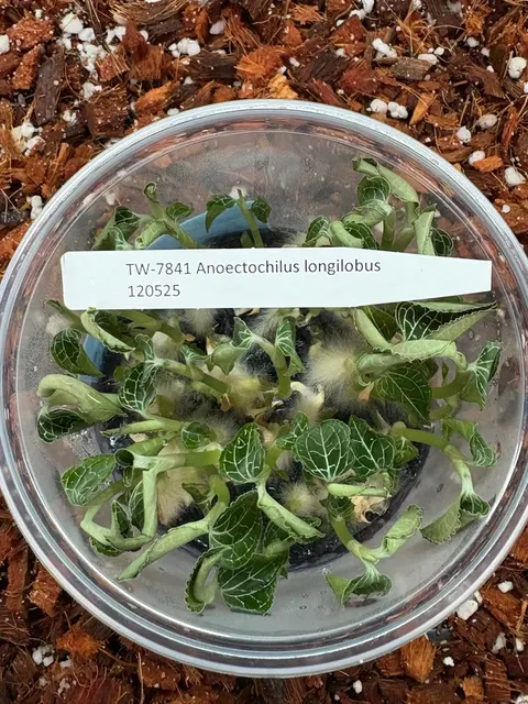 Anoectochilus longilobus (Anoectochilus)