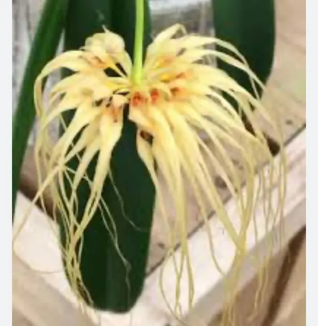 Bulbophyllum medusae x