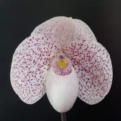 Paphiopedilum Godefroyae X Thaianum (Paphiopedilum)