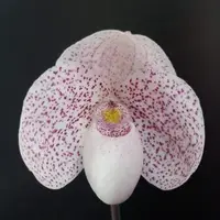 Paph. Godefroyae X Thaianum