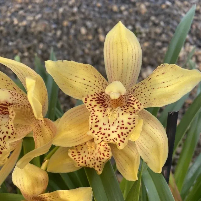 Cymbidium portocaliu
