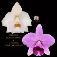 Cattleya Orchid Hybrid SVO11220 (L. alaorii 'SVO II' x L. praestans 'Danni' HCC/AOS +O)