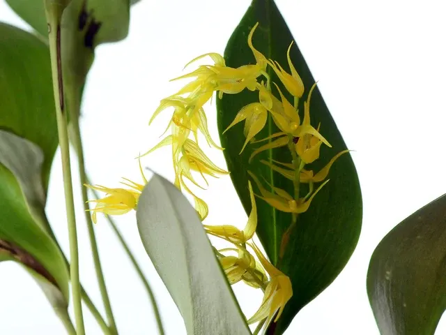 Pleurothallis gomezii (Pleurothallis)