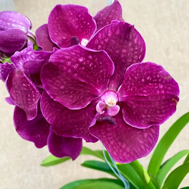 Vanda Nitaya Crimson Love