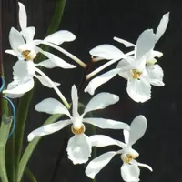 Holcoglossum subulifolium