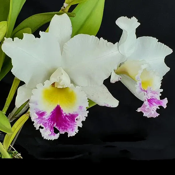 Rhyncholaeliocattleya Lou's Hope