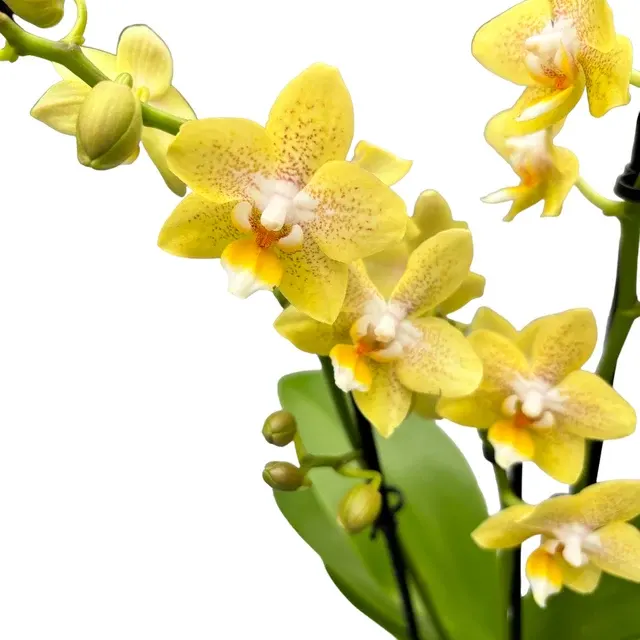 Phalaenopsis Summer - Flori Parfumate