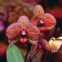Phalaenopsis I-Hsin Yellow Leopard (Taiwan)
