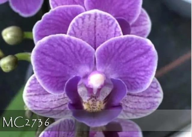Phalaenopsis Sogo Vivien 'Blue Boy' (Phalaenopsis)