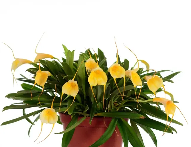 Masdevallia Ximena Neira (Masdevallia)