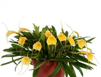 Masdevallia Ximena Neira