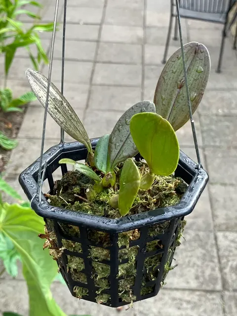 Bulbophyllum baucoense (Bulbophyllum)
