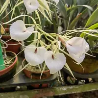 Brassavola nodosa ‘Red Throat’