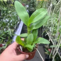 Orchid Seedling Dendrobium Ninja Live seedling PLant