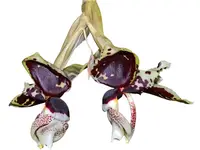 Stanhopea tigrina