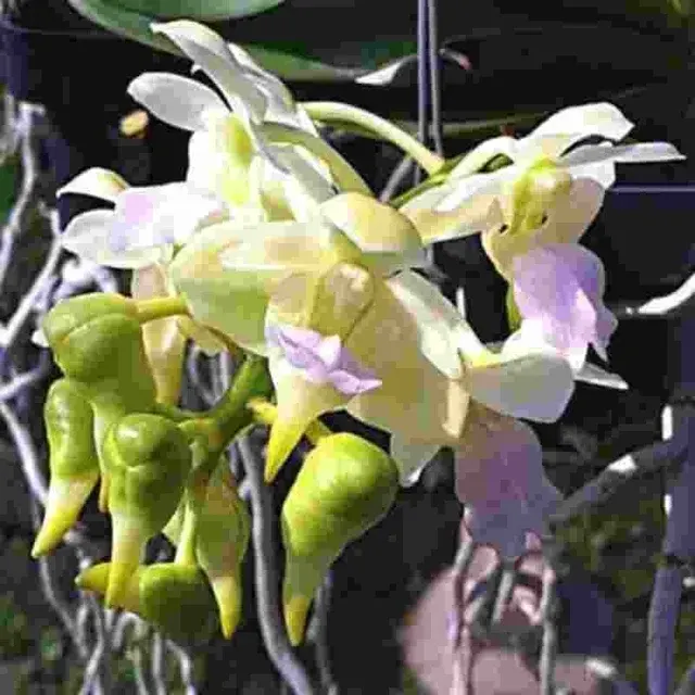 Aerides houllentiana (Aerides)
