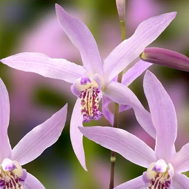 Bletilla ochracea