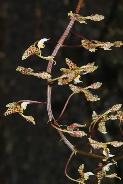 Gongora tracyana (Gongora)