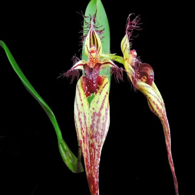 Bulbophyllum fascinator sp