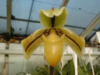 Paphiopedilum druryi