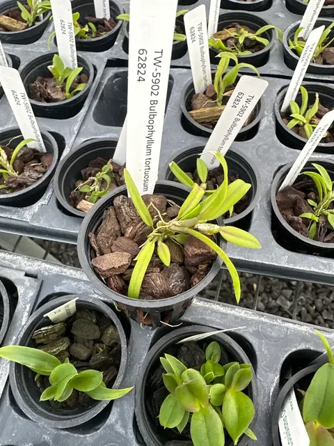 Bulbophyllum tortuosum