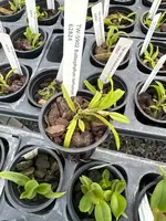 Bulbophyllum tortuosum