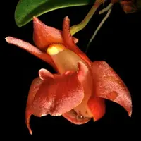 Epigeneium clemensiae sp.