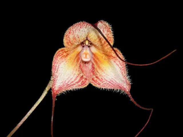 Dracula kareniae 'Anchota'