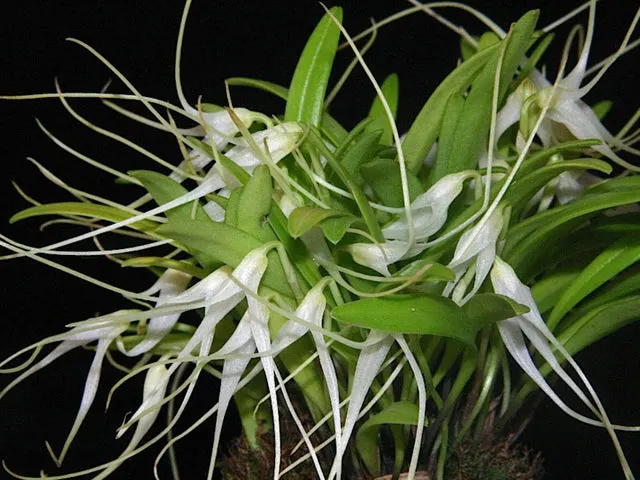 Masdevallia pumila (Masdevallia)